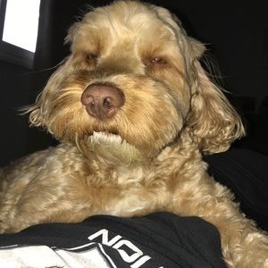 Meet your Posher, George